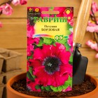 Семена цветов Петуния "Бордовая", ц/п, бахромчатая, О, пробирка, ц/п, 7 шт. - Фото 3