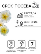 Семена цветов Петуния «Береника» F1, многоцветковая, гранулы, пробирка, 7 шт. - Фото 4