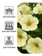 Семена цветов Петуния «Береника» F1, многоцветковая, гранулы, пробирка, 7 шт. - Фото 1