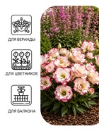Семена цветов Эустома «Эхо Пикоти» F1, розовая, гранулы, пробирка, 4 шт. - Фото 3