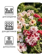 Семена цветов Петуния «Яромнерже» (фриллитуния), в пробирке, 7 шт., однолетник, «Гавриш» - Фото 1