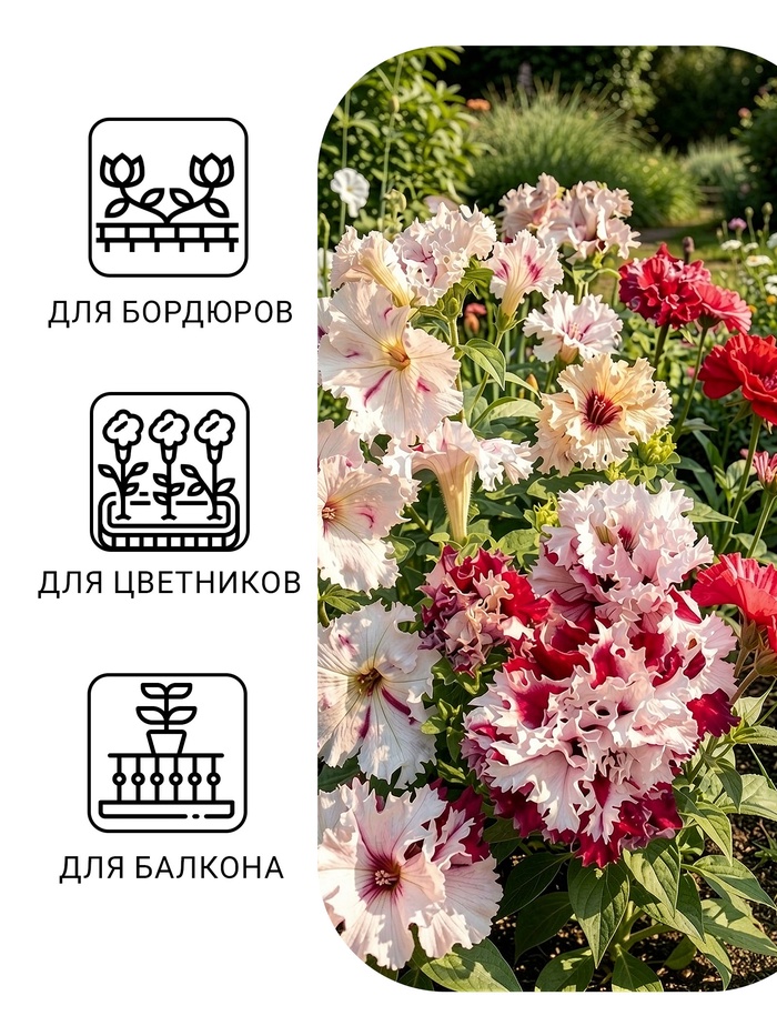Семена цветов Петуния «Яромнерже» (фриллитуния), в пробирке, 7 шт., однолетник, «Гавриш» - Фото 1