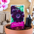 Семена цветов Петуния "Черная вишня" F1 многоцветковая, О, гранулы, пробирка 4 шт. - фото 5978338