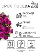 Семена цветов Бальзамин Уоллера «Искушение светло-пурпурное» F1, однолетник, 4 шт., «Гавриш» - Фото 2
