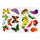 Набор трафарет - раскраска Calligrata, 6 шт.: овощи, домашние животные, цветы, бабочки, лесные звери, фрукты, для девочек - Фото 11