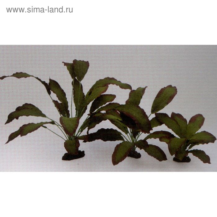 Шелковое растение  PRIME Эхинодорус Розеа 13см - Фото 1