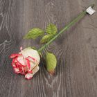 Искусственный цветок "Роза Леди" белая с розовым 43 см - Фото 4