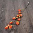 Искусственный цветок "Физалис" 98 - Фото 4