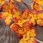 Искусственный цветок "Орхидея камбрия" оранжевая 95 см - Фото 2