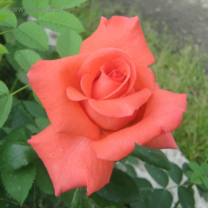 Аве роза фото и описание Аве роза фото и описание