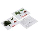 Обучающие карточки «Деревья» - Фото 1