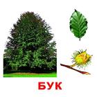 Обучающие карточки «Деревья» - Фото 3