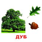 Обучающие карточки «Деревья» - Фото 4