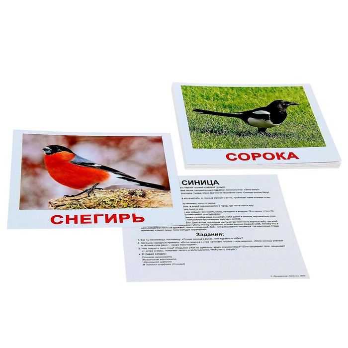 Обучающие карточки «Птицы» - Фото 1