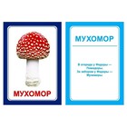 Логопедические карточки «Логопедка «Р» - Фото 4