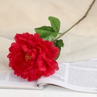 Цветы искусственные «Пион бархатный», 15×55 см, красные - Фото 2