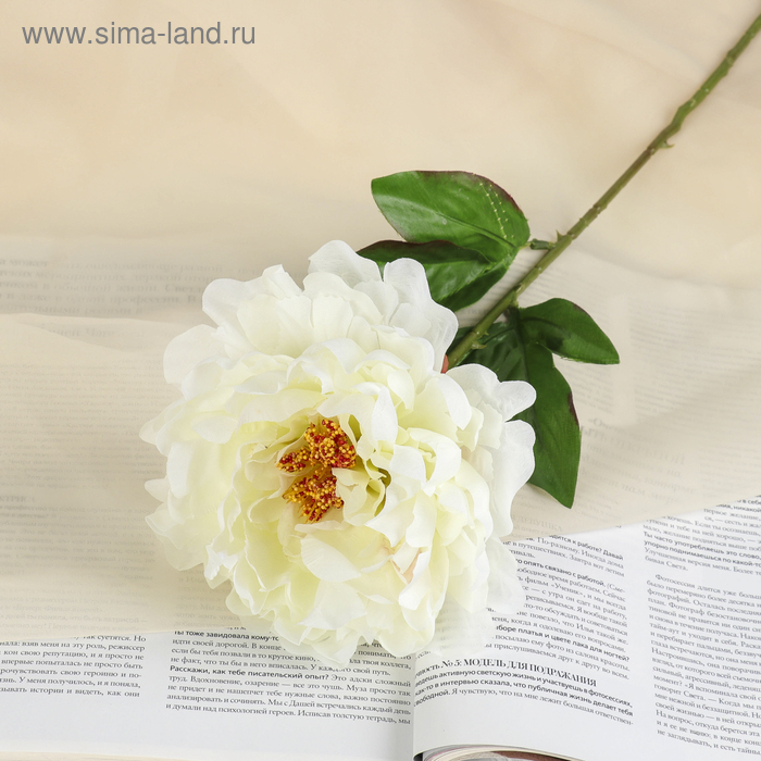 Цветы искусственные «Пион бархатный», 15×55 см, белые - Фото 1
