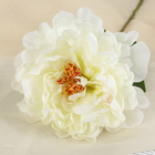 Цветы искусственные "Пион бархатный" 15х55 см, белый - фото 8303058
