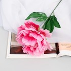 Цветы искусственные "Пион бархатный" 15х55 см, розовый - фото 8513443