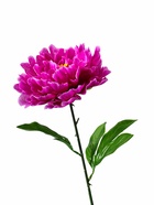Цветы искусственные «Пион бархатный», 15×55 см, сиреневые 1662265