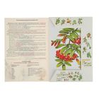 Дидактический материал "Деревья и листья". Автор: Вохринцева С.В. - Фото 2