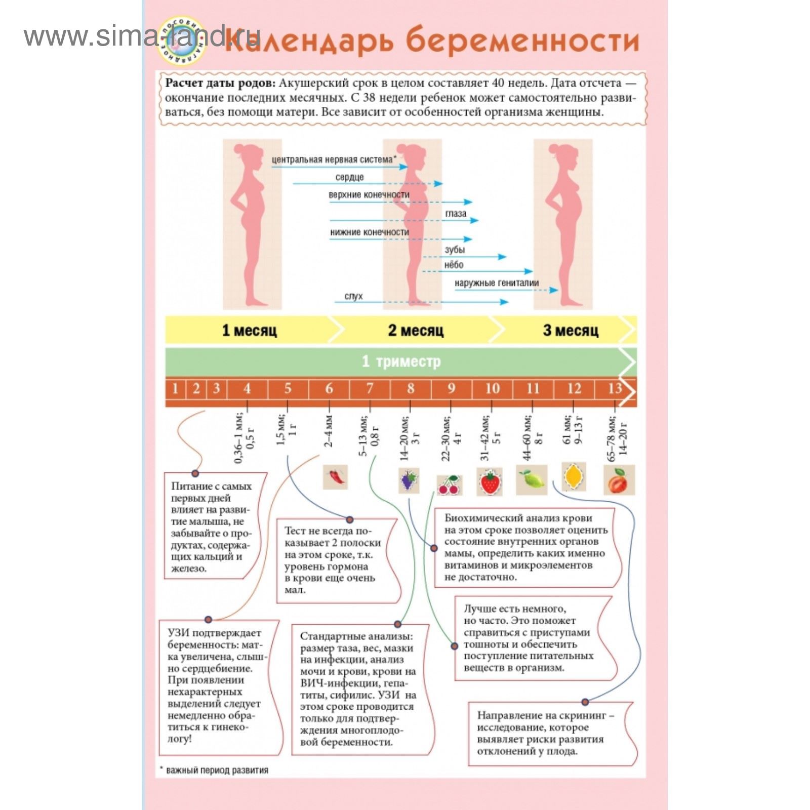 Посчитать когда рожу