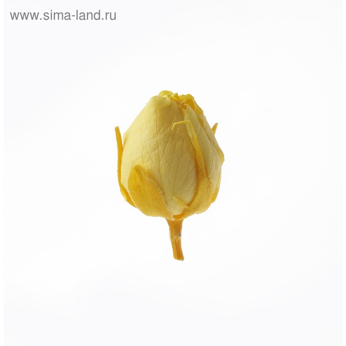 Роза, 2 х 2 х 2 см, желтый - Фото 1