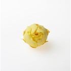 Роза, 2 х 2 х 2 см, желтый - Фото 2