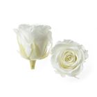 Роза открытая, 4.5 х 4.5 х 5.5 см, белая - Фото 1