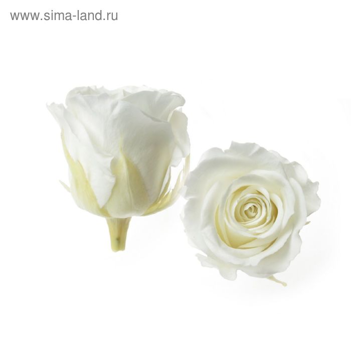 Роза открытая, 4.5 х 4.5 х 5.5 см, белая - Фото 1