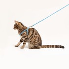 Комплект «Собачки», ширина 1 см, поводок 1.2 м, шлейка 23-35 см, голубой - Фото 8