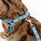 Комплект «Собачки», ширина 1 см, поводок 1.2 м, шлейка 23-35 см, голубой - Фото 9