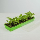 Мини - парник для рассады, 57×18×12 см, 3 вставки, 18 ячеек по 125 мл, пластик, Greengo - Фото 12