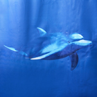 Штора для ванны Доляна «Дельфины», 180×180 см, EVA - Фото 2