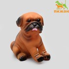 Игрушка пищащая "Маленький друг" для собак, бульдог, 9 см, тёмно-коричневая - фото 317956915