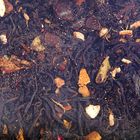 Чай черный цейлонский подарочный ларец ассорти "Праздничное" с магнитом 100гр - Фото 3