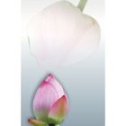 Стеклянный фартук закаленное стекло М1 "Бутон Лотоса", 600х400х4 - Фото 1