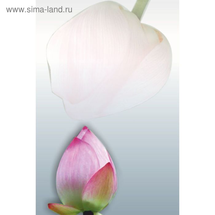 Стеклянный фартук закаленное стекло М1 "Бутон Лотоса", 600х400х4 - Фото 1