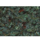 Стеклянный фартук закаленное стекло М1 "Ель", 600х800х4 - Фото 1