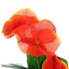 Композиция в горшочке "Волнистый цветок" 6,5*6,5*14 см, микс - Фото 3