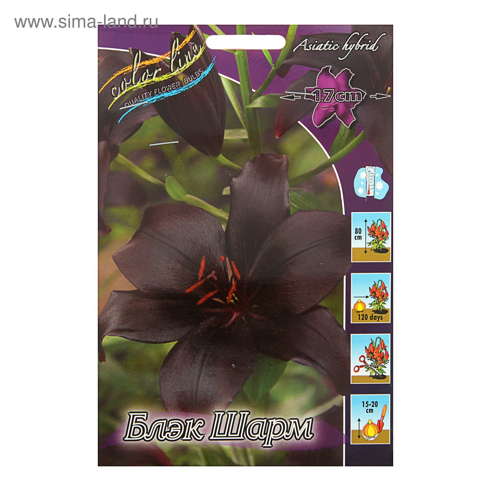 Луковицы Лилия азиатская Black Charm (Блэк Шарм): купить в Москве - цена 399 руб