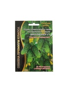 Семена огурец «Миллионер F1», раннеспелый, урожайный, партенокарпический, 7 шт. - Фото 5