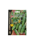 Семена огурец «РМТ F1», супербукетный тип, партенокарпический, 5 шт. - Фото 5