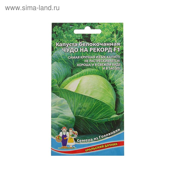 Семена Капусты белокочанной "Чудо на рекорд" F1 позднеспелый,крупнокочанный, 0,3 г - Фото 1