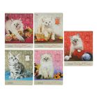 Тетрадь 40 листов клетка "Прелестные котята", обложка картон хромэрзац, МИКС - Фото 1