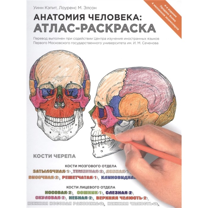Анатомия человека: атлас-раскраска, Элсон Л., Кэпит У.