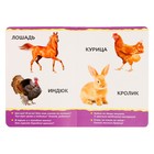 Книжка картонная «Домашние животные» 10 стр., МИКС - Фото 4