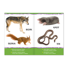 Книжка картонная «Животные леса», 10 стр. вместе с обложкой - Фото 2