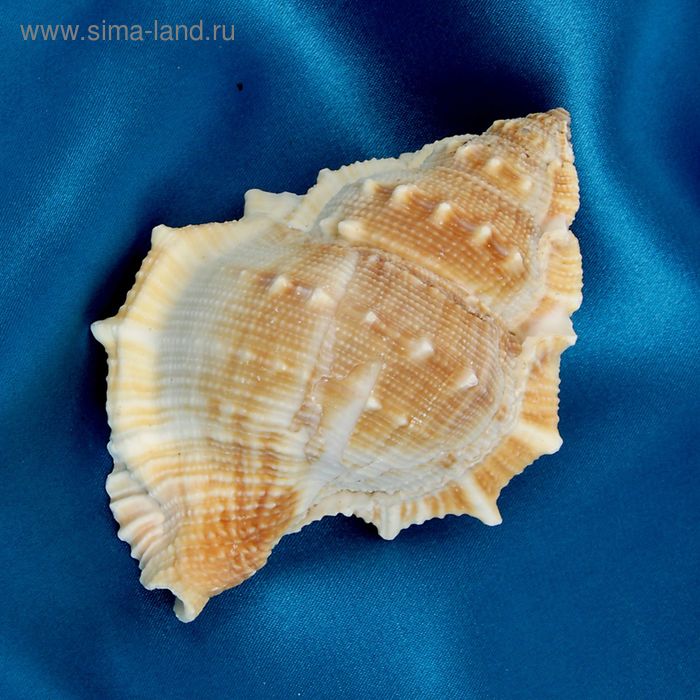 Морская раковина декоративная Бурса спиноза, 9201 - Фото 1