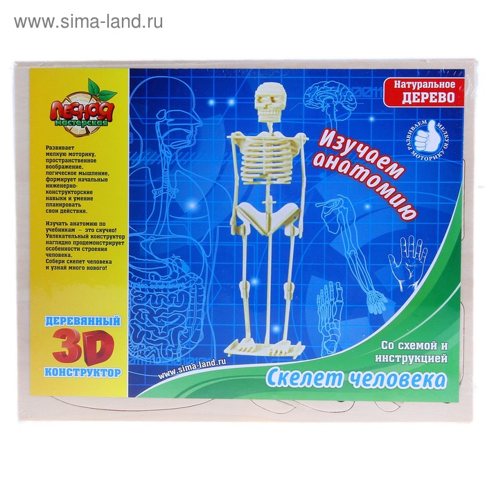 Конструктор деревянный 3D "Скелет человека" - Фото 1